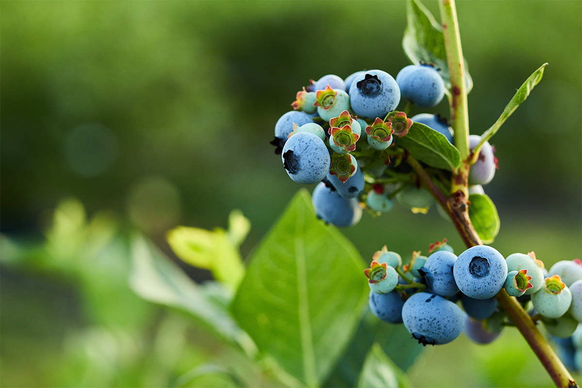IQF FOODS | Sustainability | Blueberry Farm