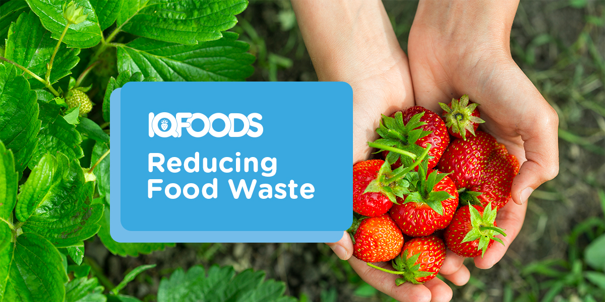 IQF FOODS | Sustainability | Strawberry Farm